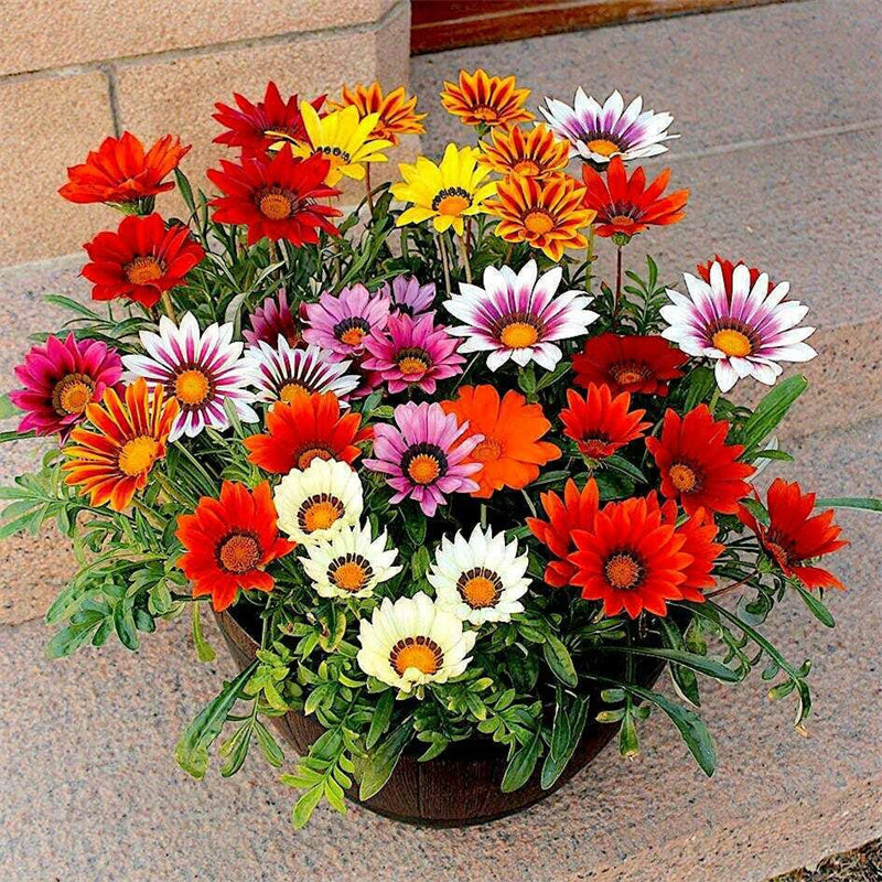 Mixed Gazania Seeds – Treasure Flower Blend
