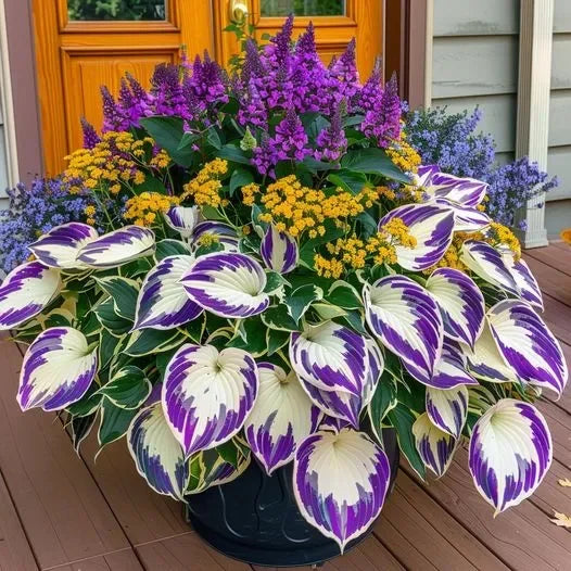 🔥The Enchanting Hosta - Rare Color White Purple