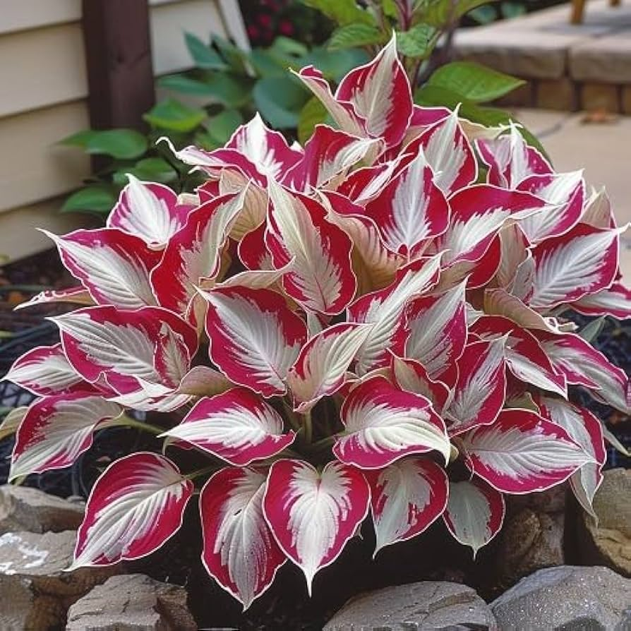 The Enchanting Hosta - Red and White