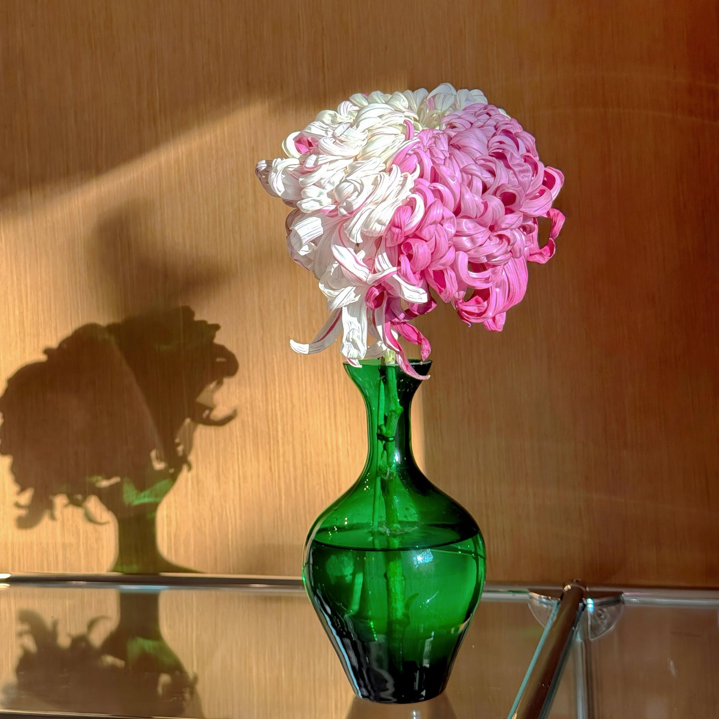 Eternal Bloom Chrysanthemum Seeds โ Symbol of Longevity & Good Fortune