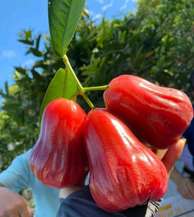 Wax-apple Fruit Seeds 100% Germination Rate