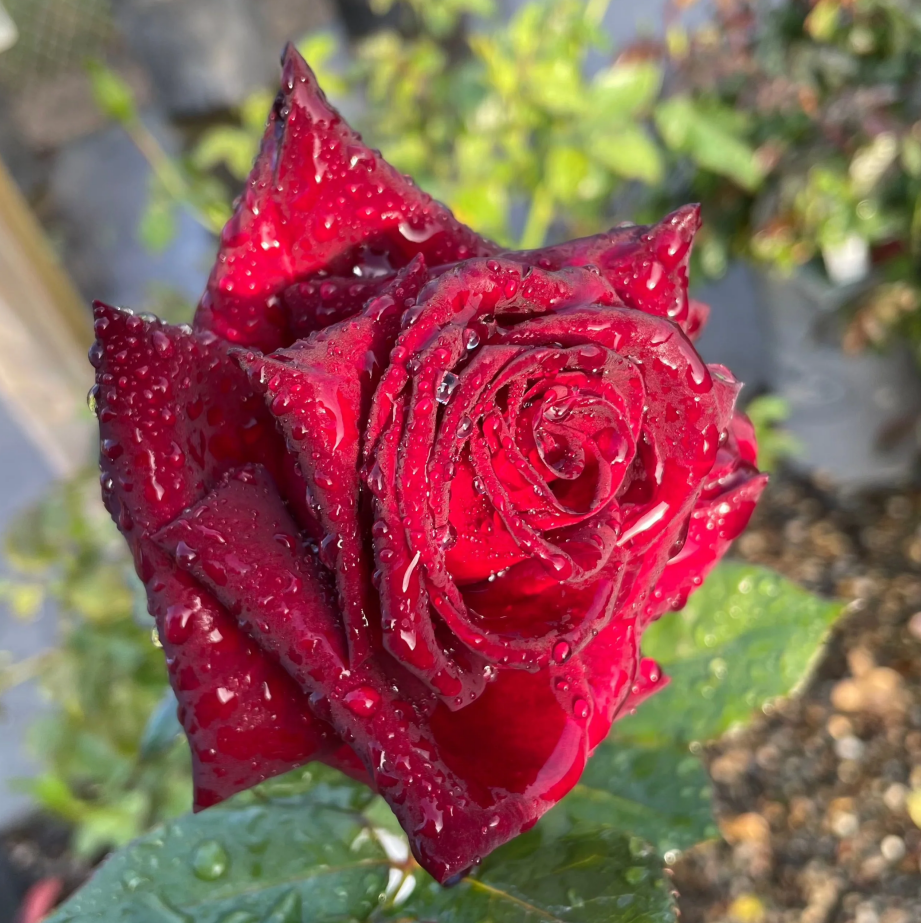 Black Buck Rose❤️🖤Heirloom Seeds