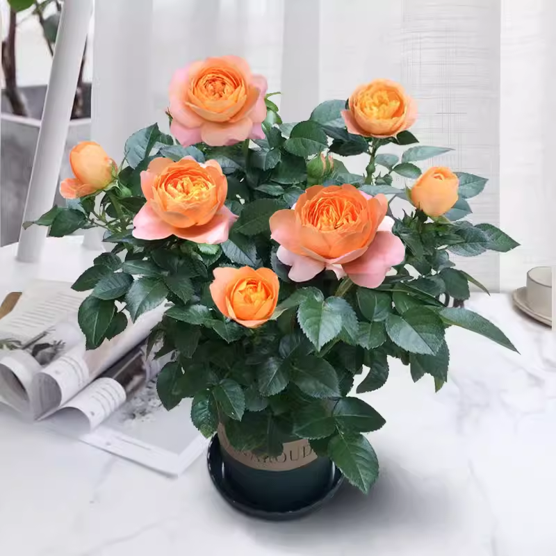 ๐ Miniature Colorful Roses โ Add a Splash of Color to Your Garden! ๐น