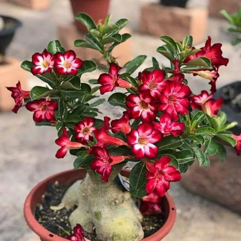 Desert Rose🌹- Multiple Varieties🌈 Heat-Resistant✨