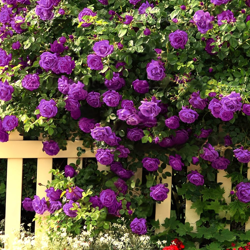 Climbing Rose Seeds🌹