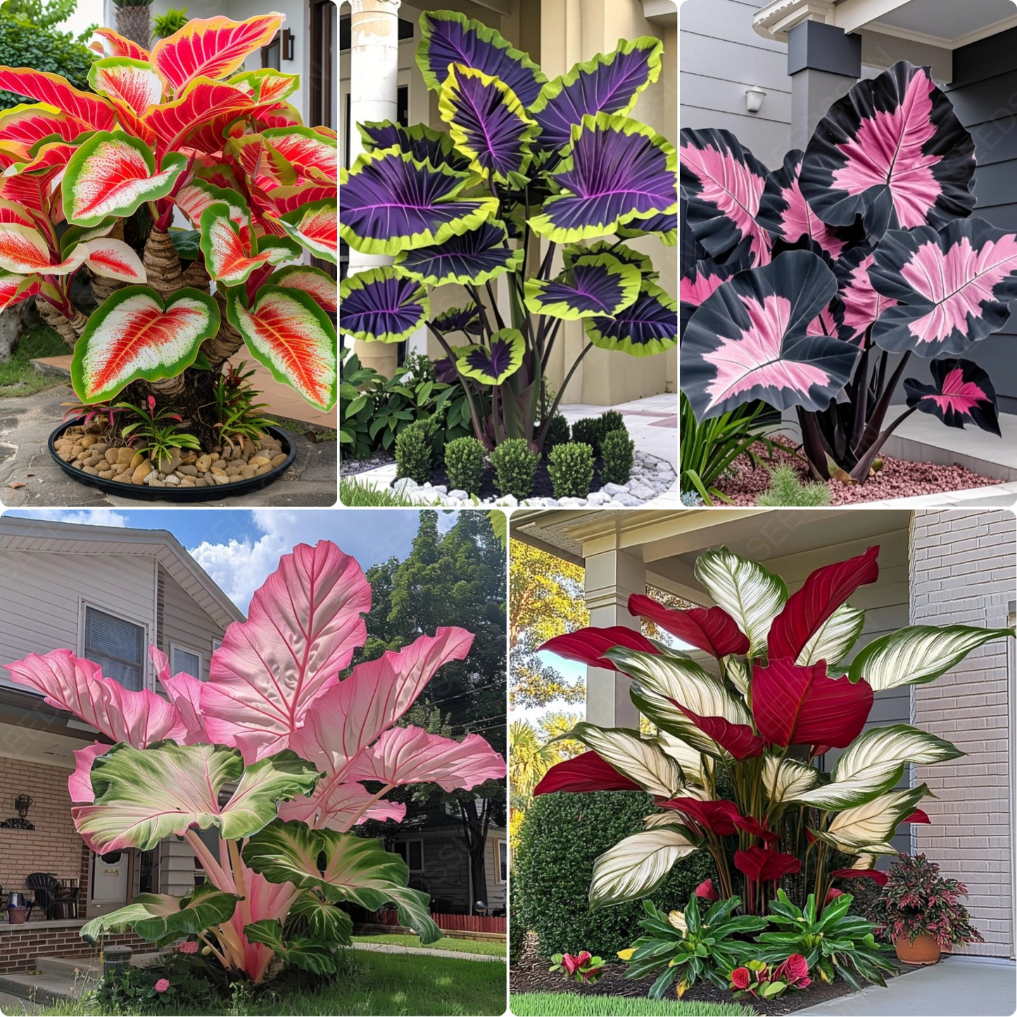 Royal Blue - Giant Caladium Bulbs
