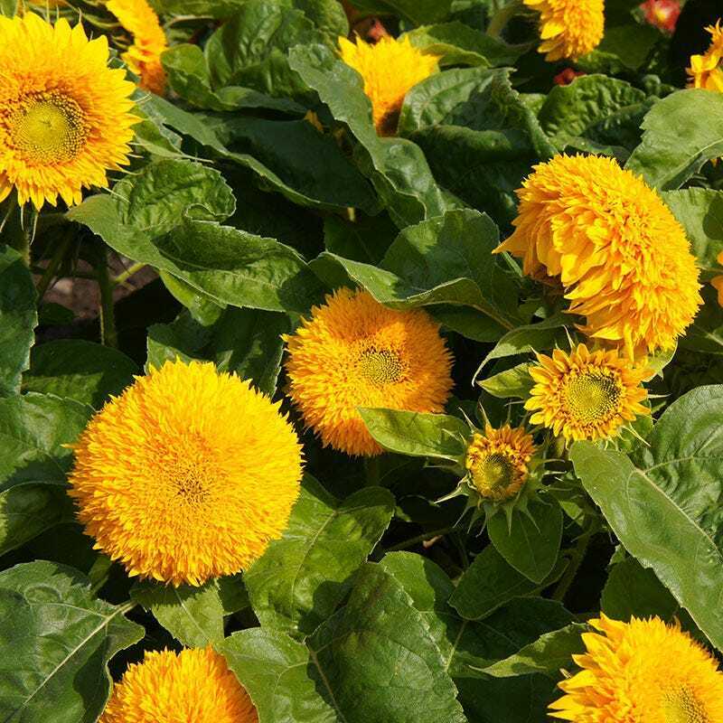 15 Species Heirloom Non-GMO Sunflower Mix Seeds