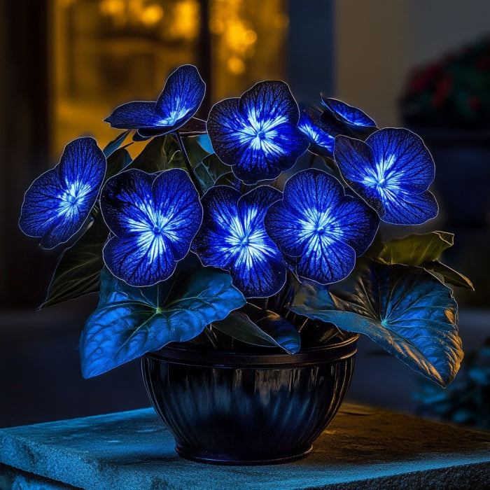 Begonia 'Midnight Sapphire' Seeds