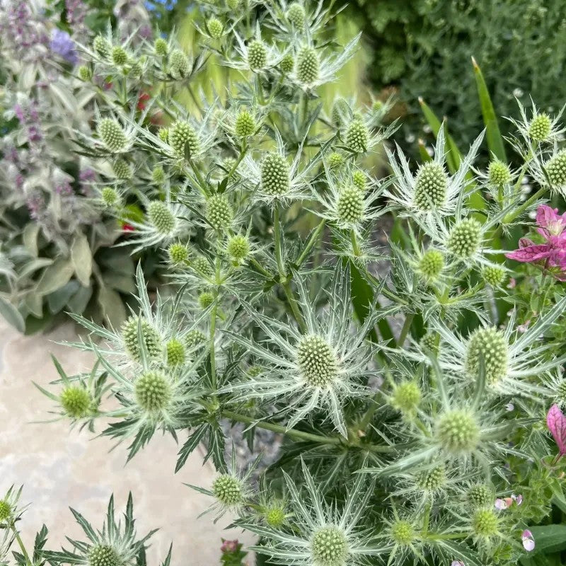 Kenya Eryngium Seeds