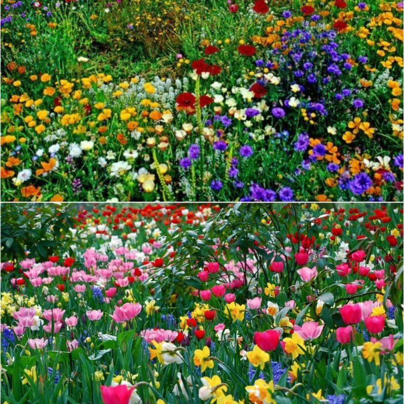Premium Wild Flower Mix - Perennial
