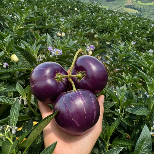 Purple Pepino growing in a sunny edible garden