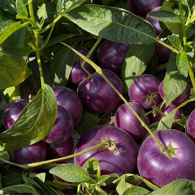 Purple Pepino growing in a large patio container