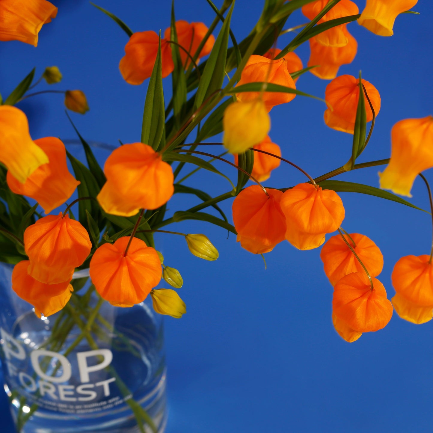 Elegant Lily Seeds | Fresh Long-Lasting Flowers for Home & Gifts