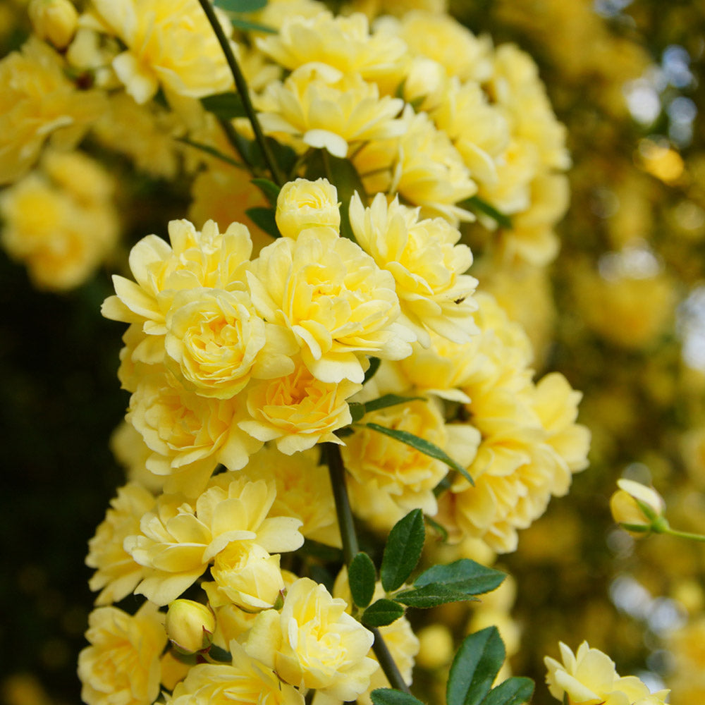 Yellow Banks Rose Seeds