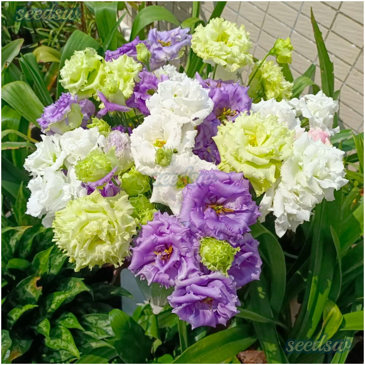 ๐ผ Perfect Time to Plant ๐ Mixed Lisianthus Seeds with Rose-like Elegance
