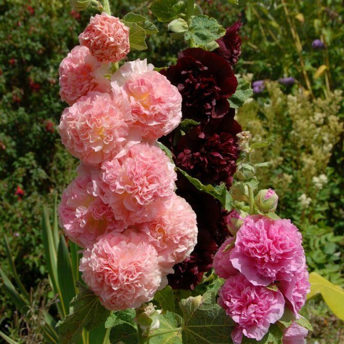 Extreme Cold Hardy Perennial Flower Seeds Mix