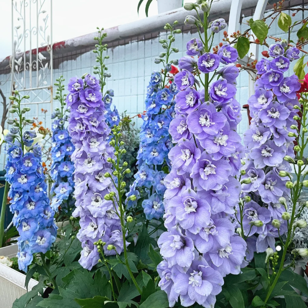 🌼✨Big Flower Delphinium Seeds