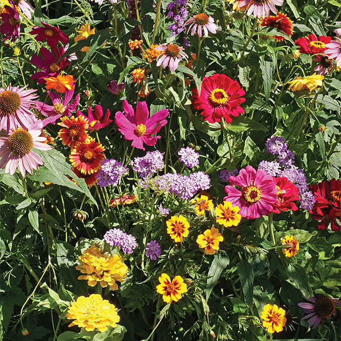 Pollinators, Monarch Butterfly Garden Mix