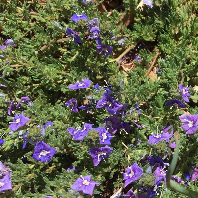 Blue Woolly Veronica