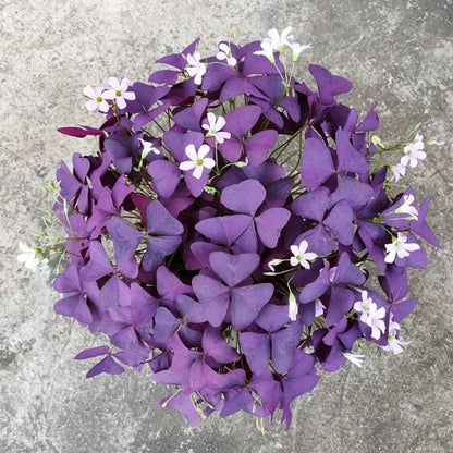 🔥Oxalis Triangularis Purple Shamrock Good Luck Plant Blubs