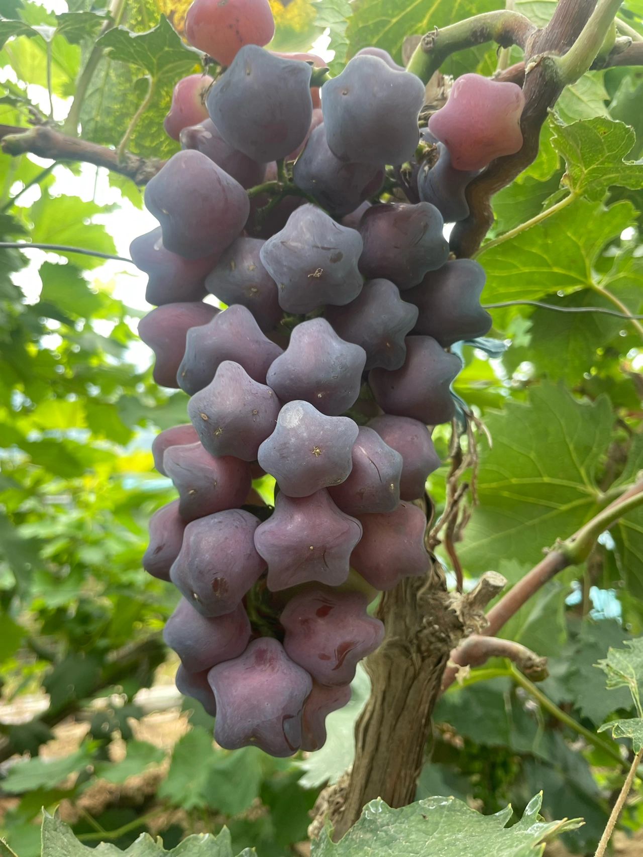 Rare & Beautiful Breed Star Grape Seeds