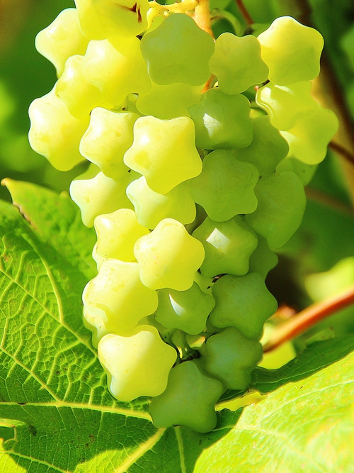 Rare & Beautiful Breed Star Grape Seeds