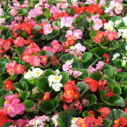 Begonia Super Olympia Mix F1