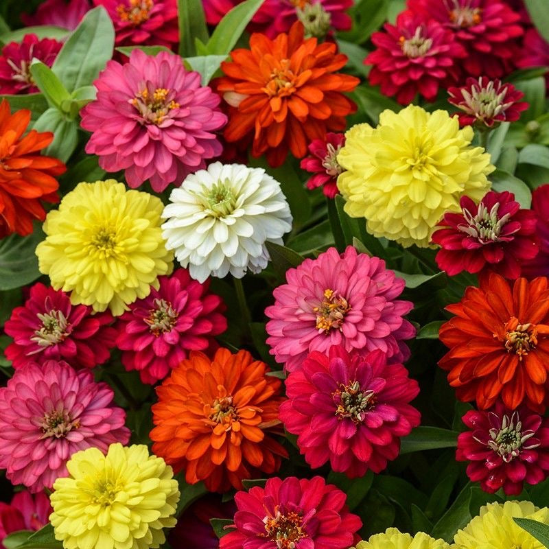 🌸 Fast-growing Blooms All Season - Zinnia Seeds Mix