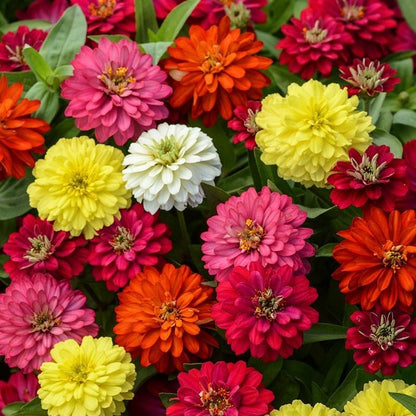 🌸 Fast-growing Blooms All Season - Zinnia Seeds Mix