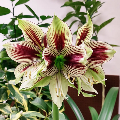 🌺 Rare Amaryllis Bulbs – Stunning Blooms, Easy to Grow, Beautiful to Watch