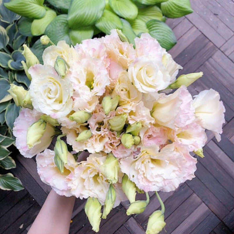 Eustoma Thornless Rose - Lisanthus Seeds