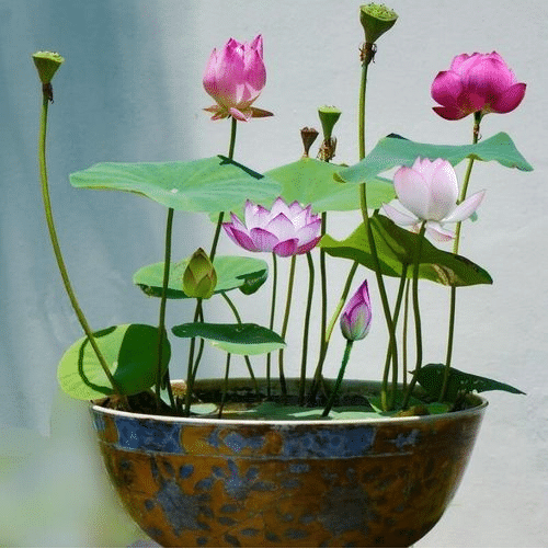 💖💖 The Premium Bonsai Lotus Flower Seeds - Non-GMO Heirloom Water Garden Plant