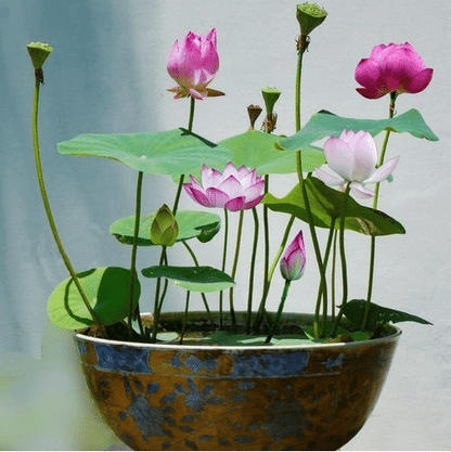💖💖 The Premium Bonsai Lotus Flower Seeds - Non-GMO Heirloom Water Garden Plant