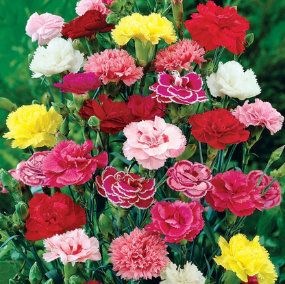 Double Carnation Seeds Mixed Color