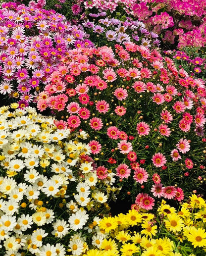 🌼Insect Killers: Pyrethrum Daisy Seeds