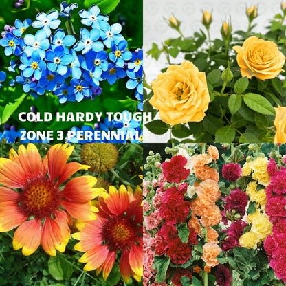 Extreme Cold Hardy Perennial Flower Seeds Mix
