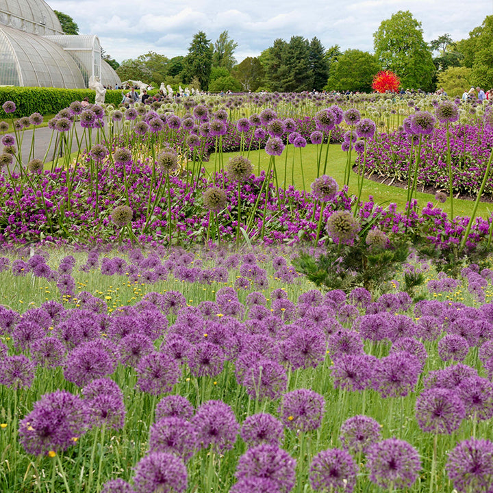 Large planting of ornamental Allium flowers in a landscaped garden