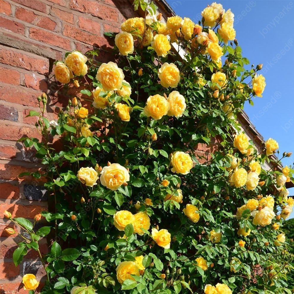 Mix Climbing Rose Seeds for Planting