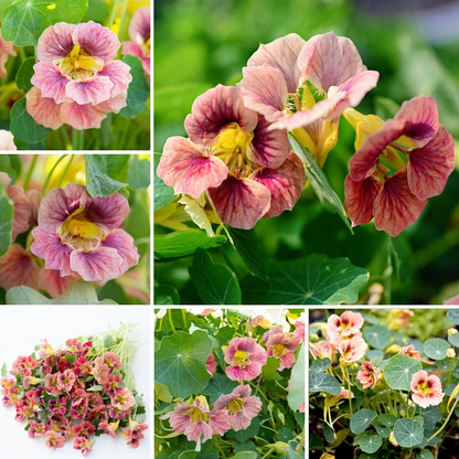 Nasturtium Seeds– Decor Flower for Salads & Garden Color🌼
