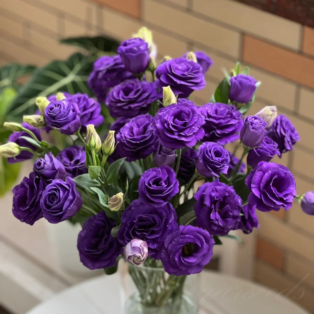 Eustoma Thornless Rose - Lisanthus Seeds
