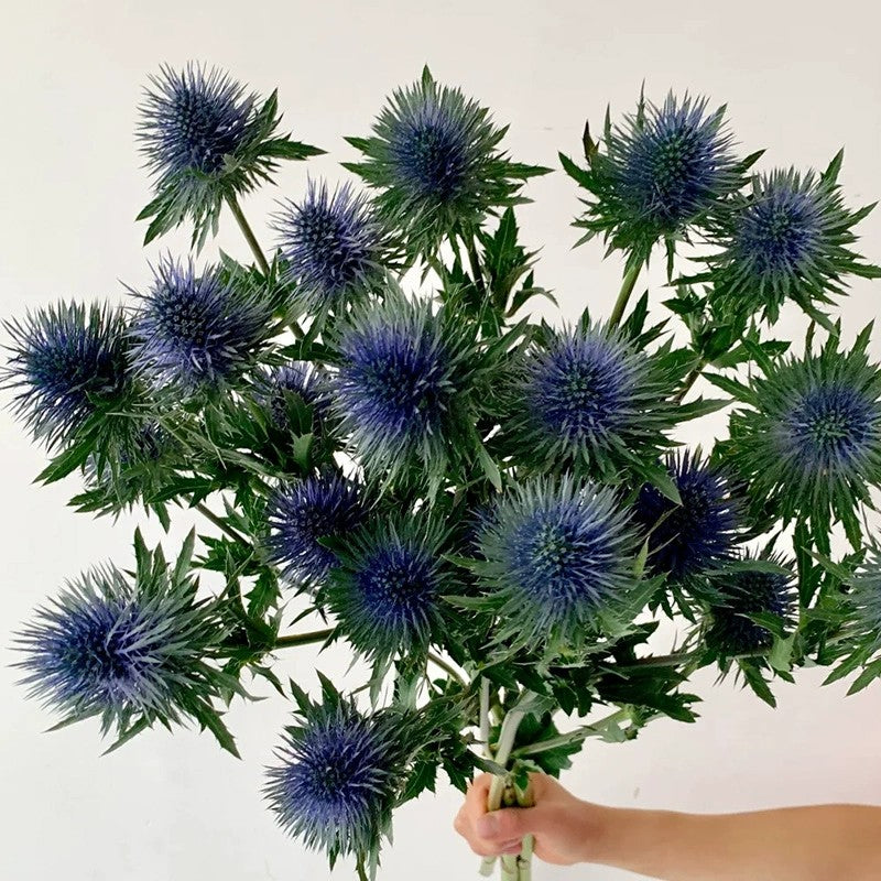 Kenya Eryngium Seeds