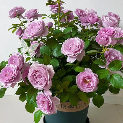Beautiful Mini Rose Seeds