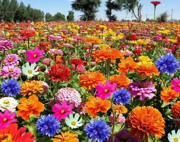 🐝Insect-friendly🔥Over 60 Mixed Perennial Flower Seeds🌿Pure Non-GMO