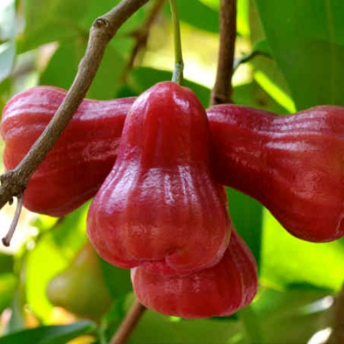 Wax-apple Fruit Seeds 100% Germination Rate