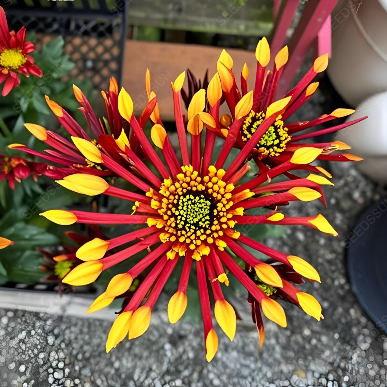 Colorful Sparklers Chrysanthemum Seeds