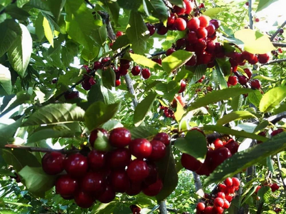 Rainier Cherry Fruit Seeds-Big Fruits, High Yield, Pure Sweetness
