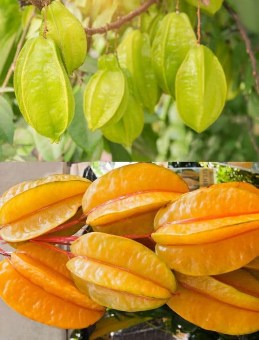 Sweet Starfruit Seeds-Four Seasons Potted
