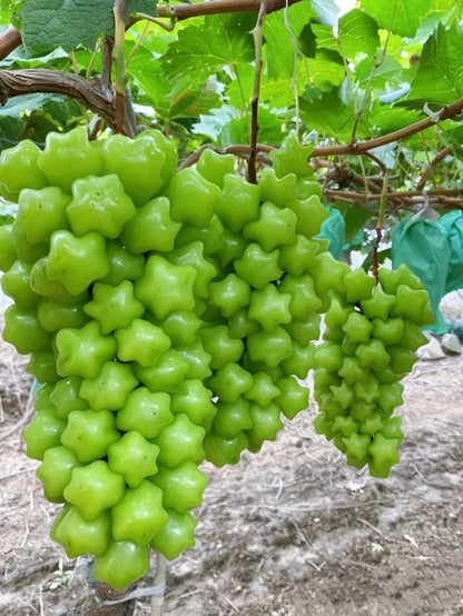 Rare & Beautiful Breed Star Grape Seeds