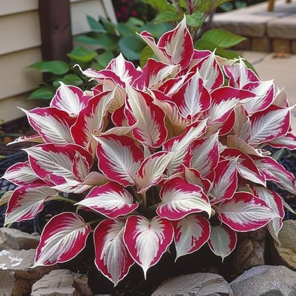 The Enchanting Hosta - Red and White