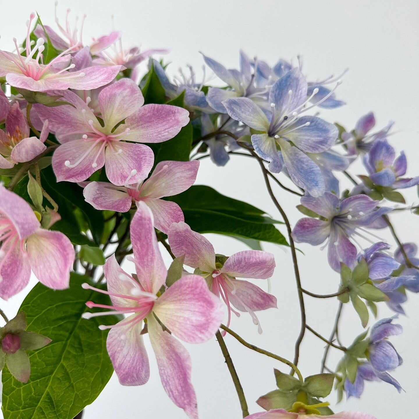 Trailing Jasmine Seeds – Naturally Fragrant & Pet-Friendly